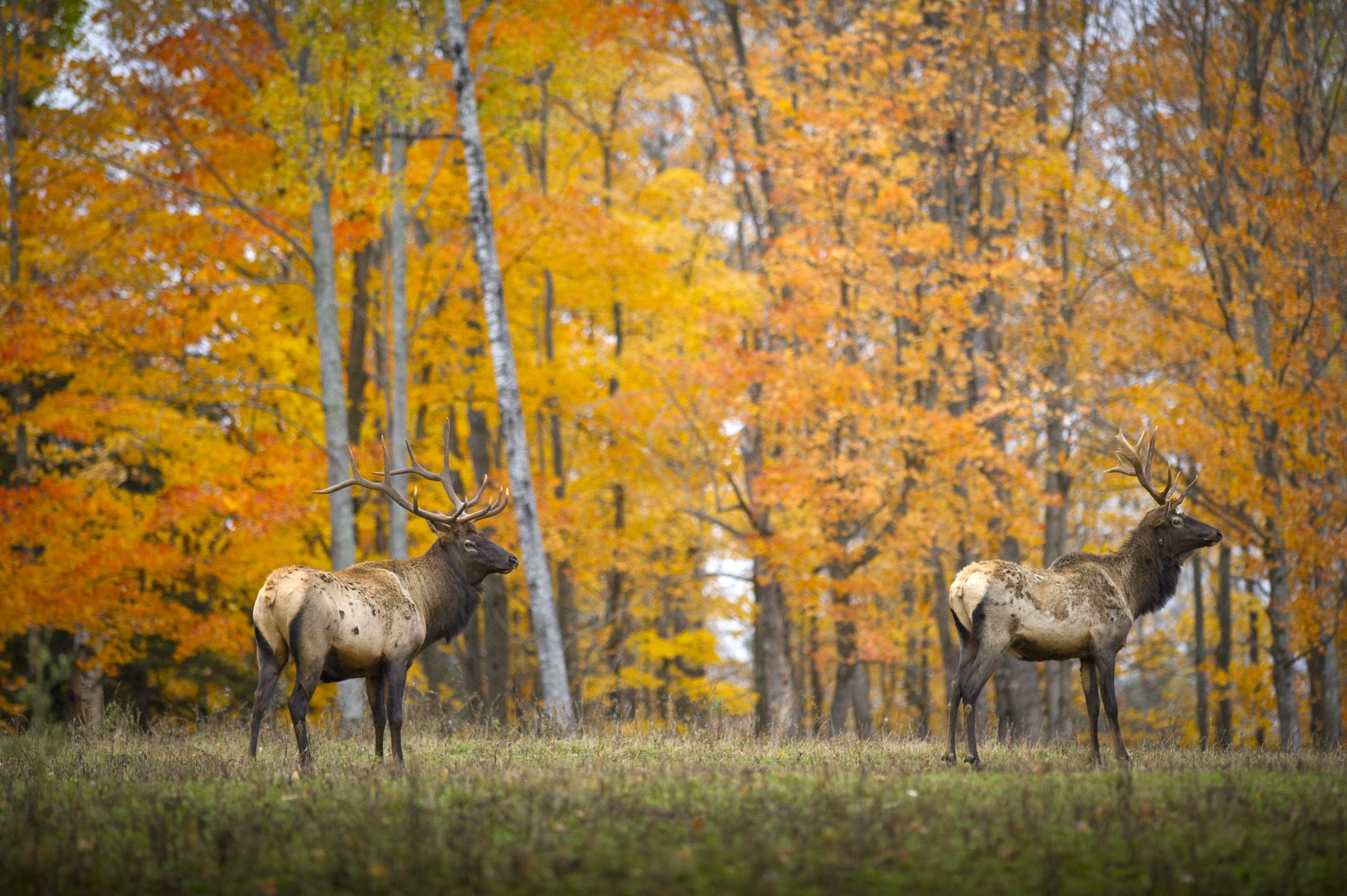 Elk Park Gaylord Mi 95